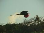 342 Frigate Bird Ballon Silhouette In Flight.JPG (39 KB)